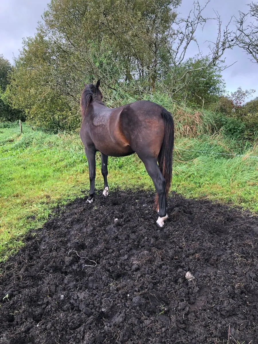 Filly and gelding - Image 2