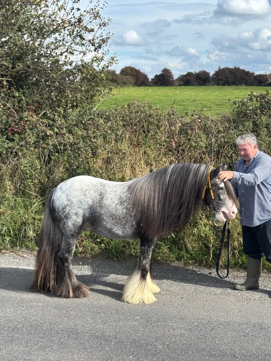 Top class spotted 3 year old 👑 stallion - Image 3