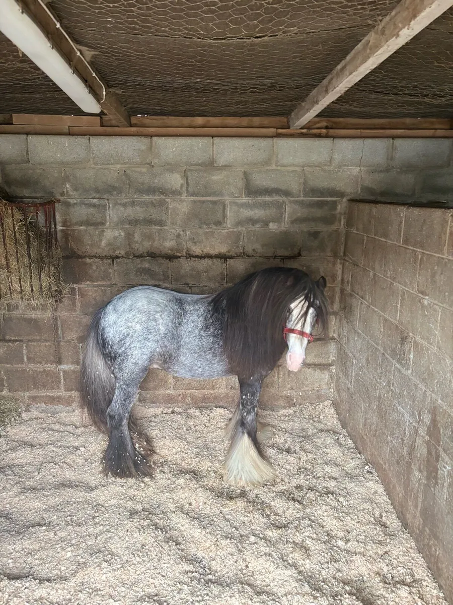 Top class spotted 3 year old 👑 stallion - Image 1