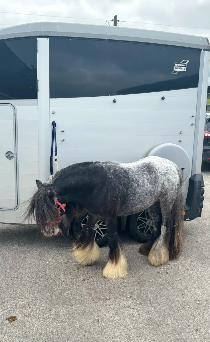 Top class spotted 3 year old 👑 stallion - Image 4