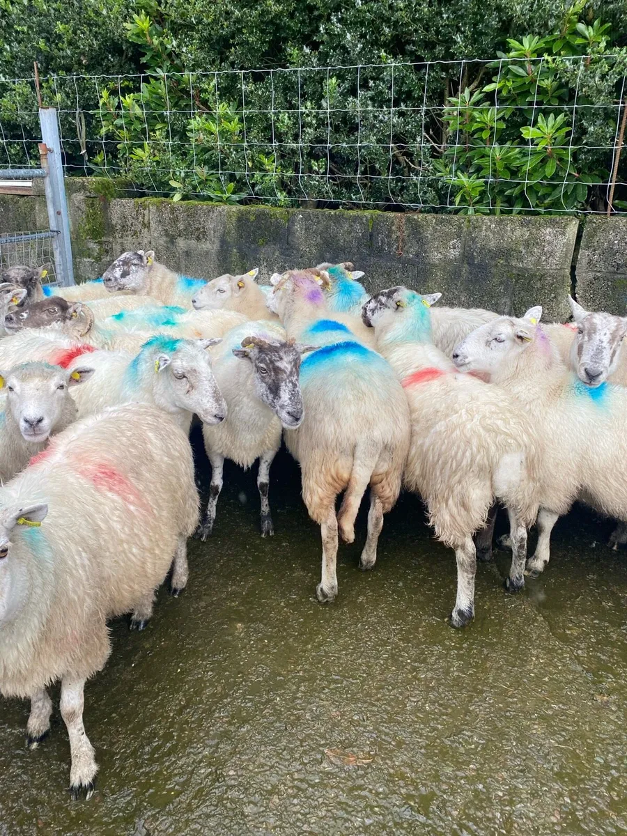 Sheep - Image 1