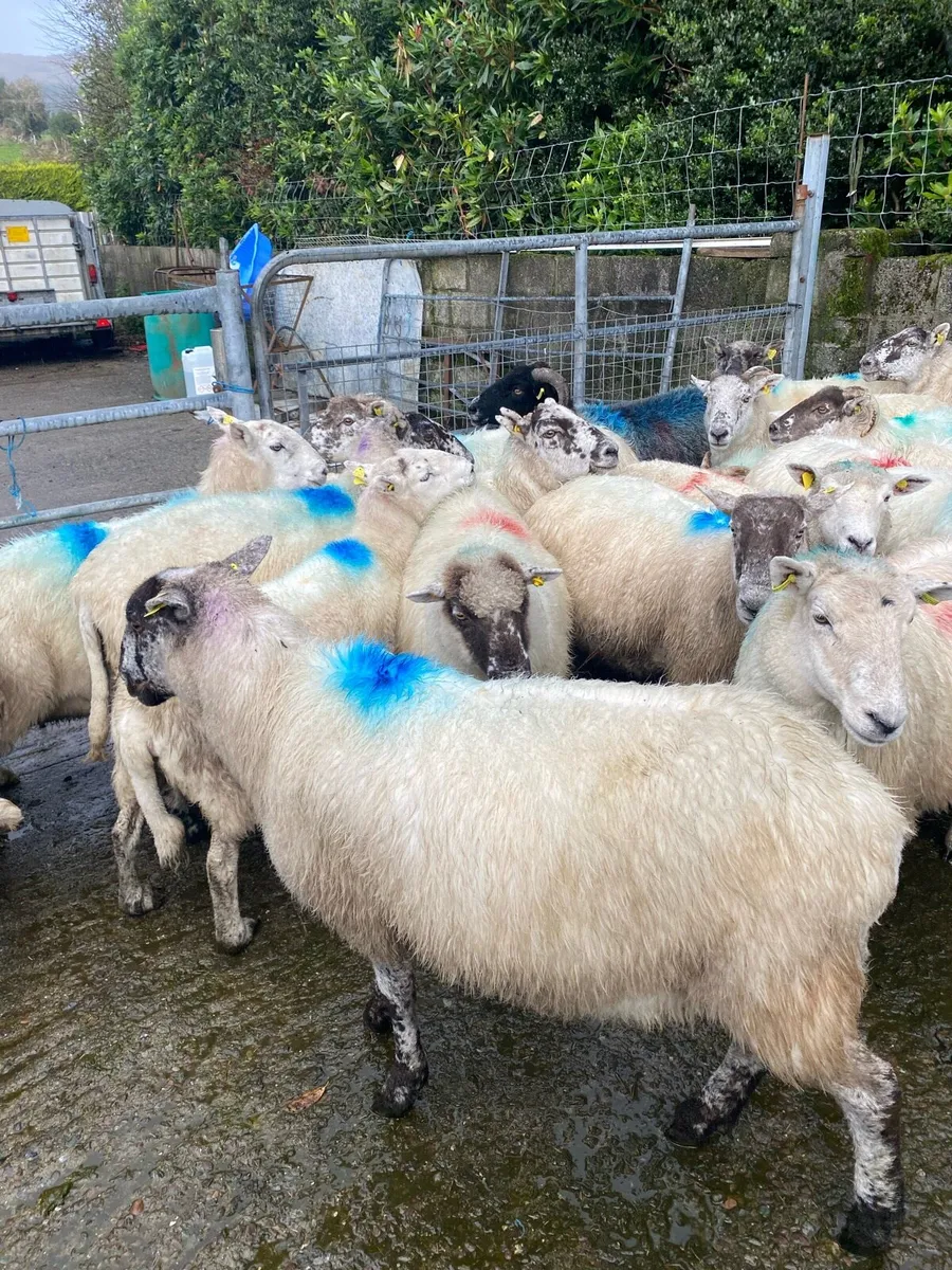 Sheep - Image 2