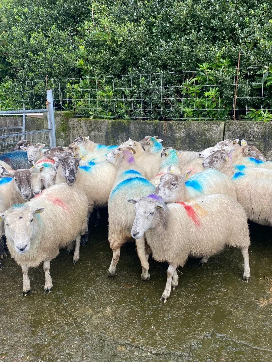 Sheep - Image 3