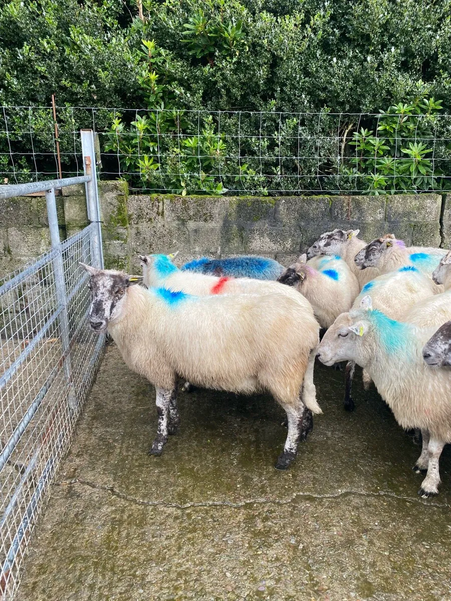 Sheep - Image 4