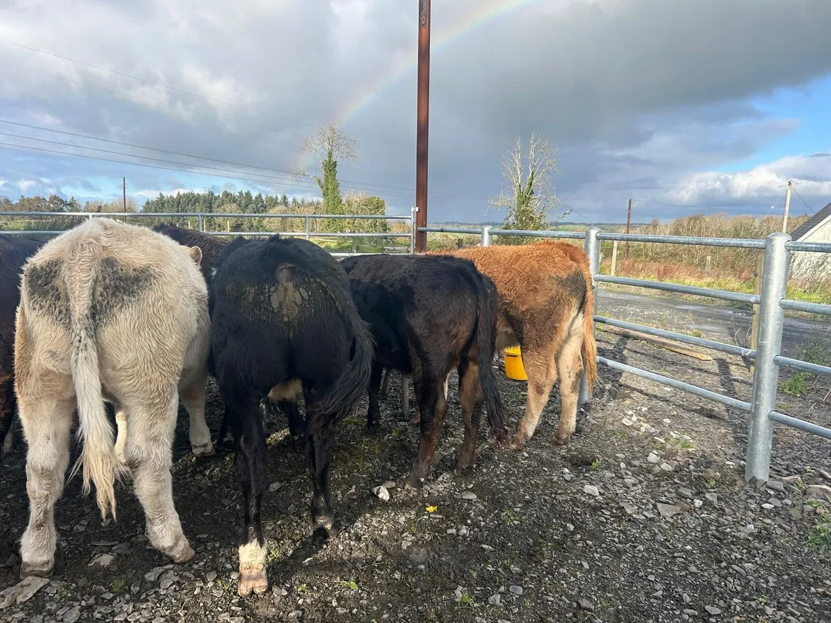 Organic cattle - Image 1