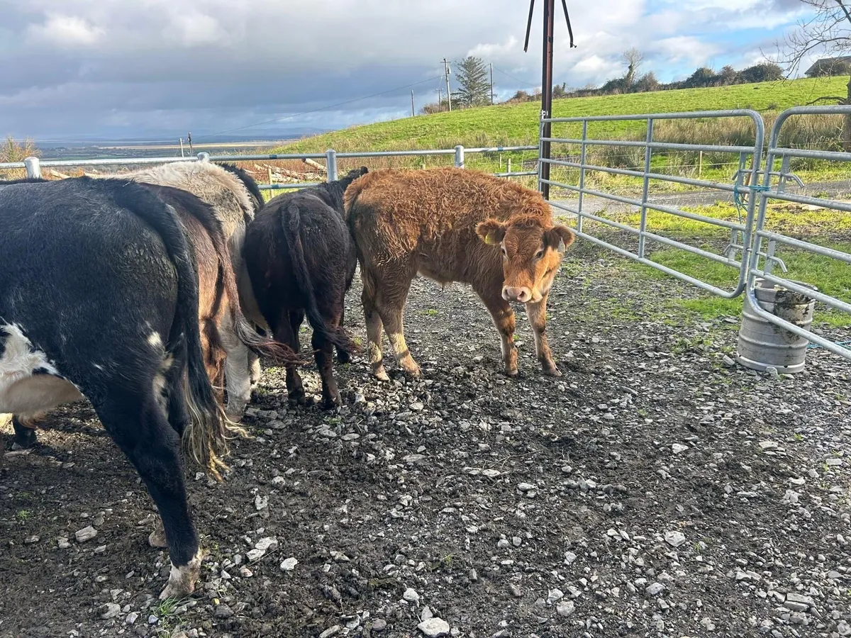 Organic cattle - Image 3