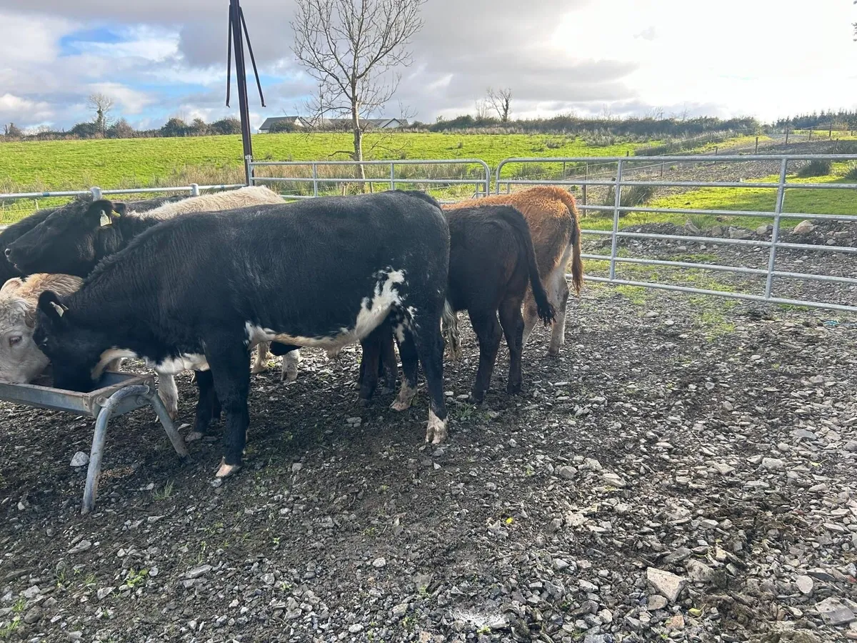 Organic cattle - Image 4