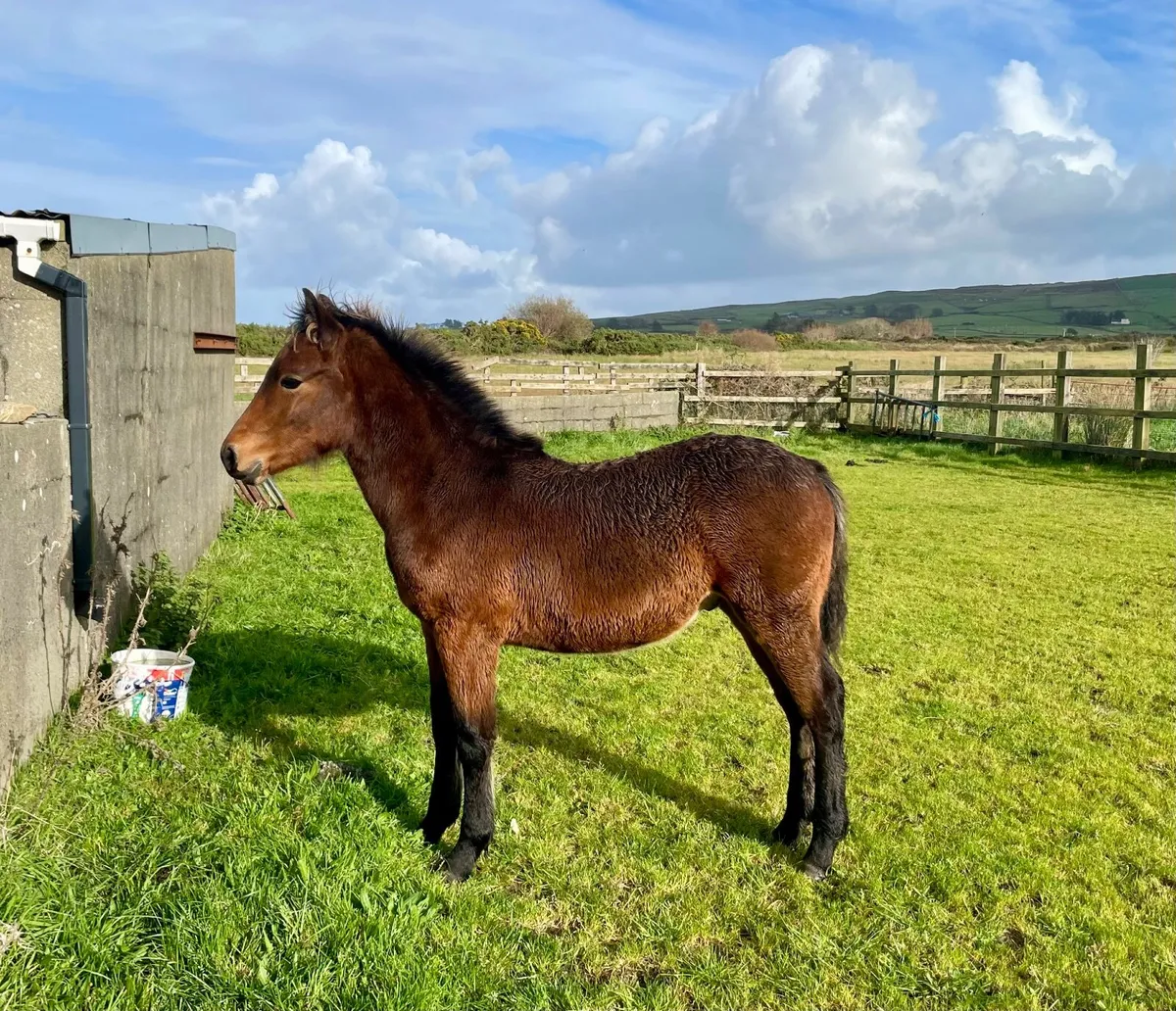 Registered Connemara colt foal - Image 1