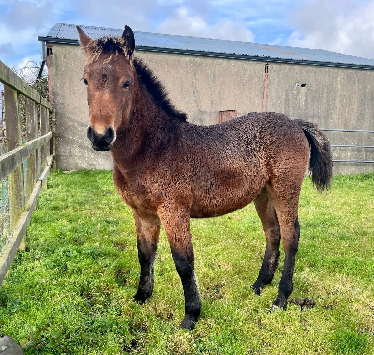 Registered Connemara colt foal - Image 3