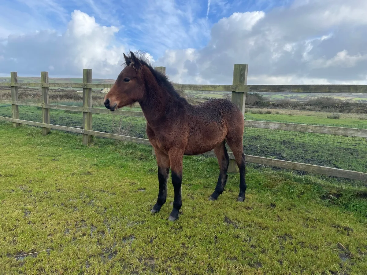 Registered Connemara colt foal - Image 4