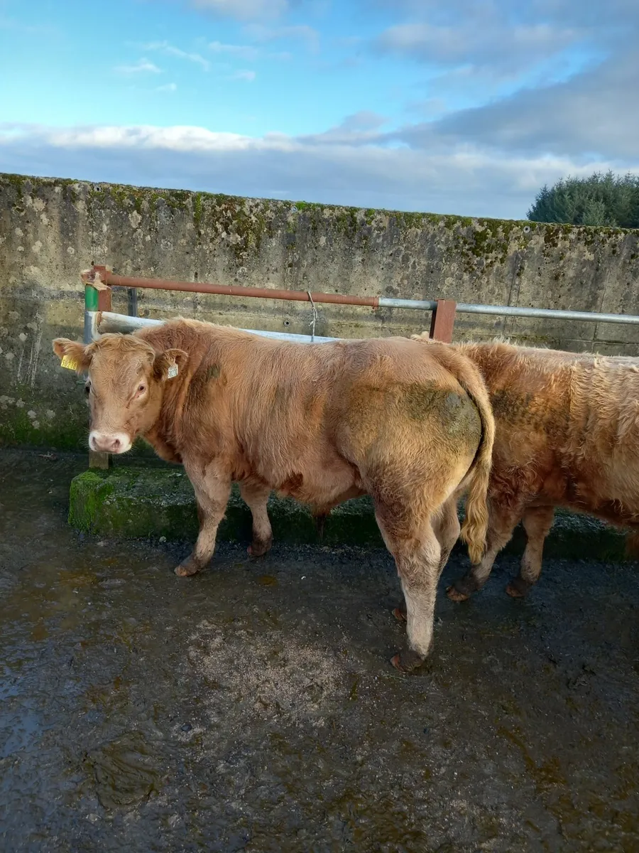 Loughrea mart tonight 7 U grade bull weanlings - Image 1