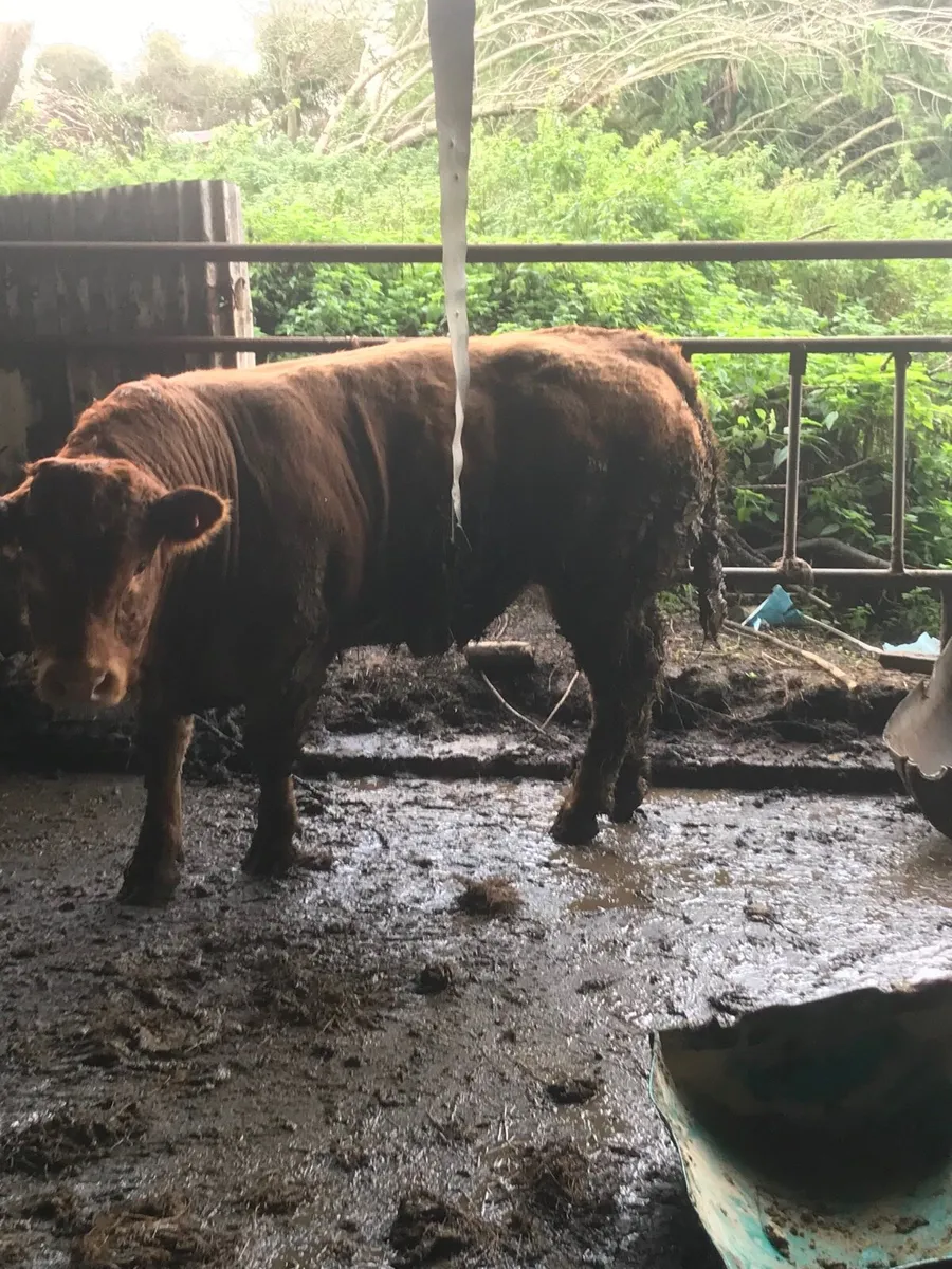 Pure bred Limousin bull - Image 1