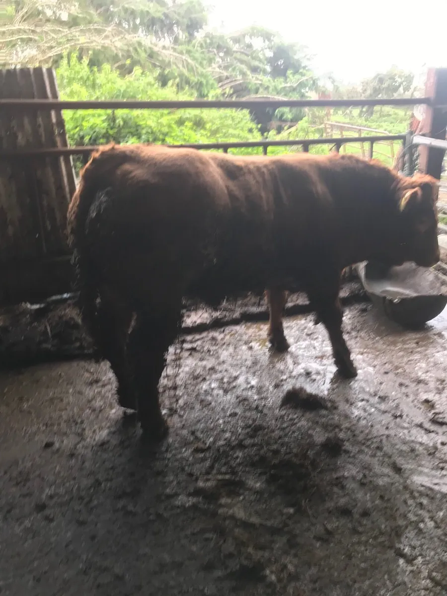 Pure bred Limousin bull - Image 2