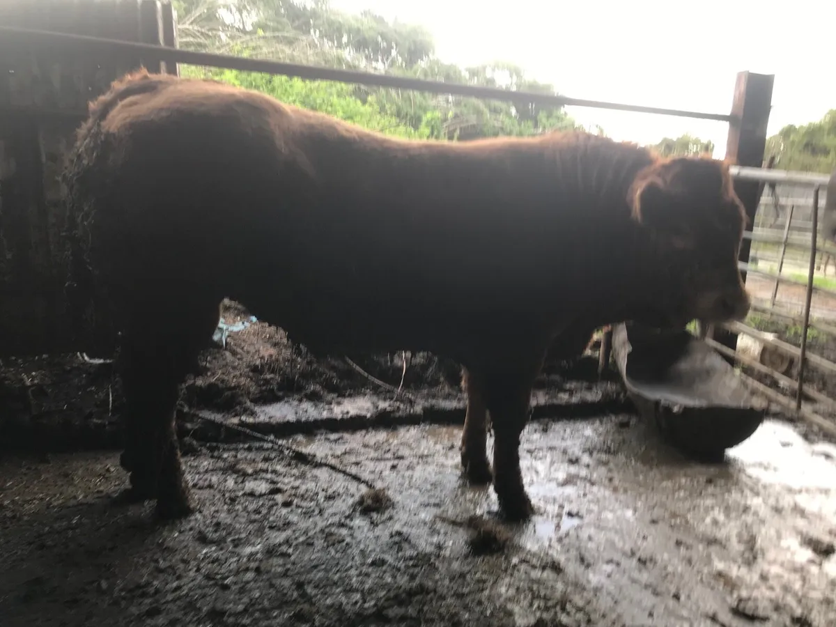 Pure bred Limousin bull - Image 3