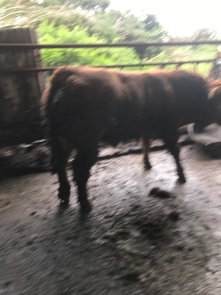 Pure bred Limousin bull - Image 4