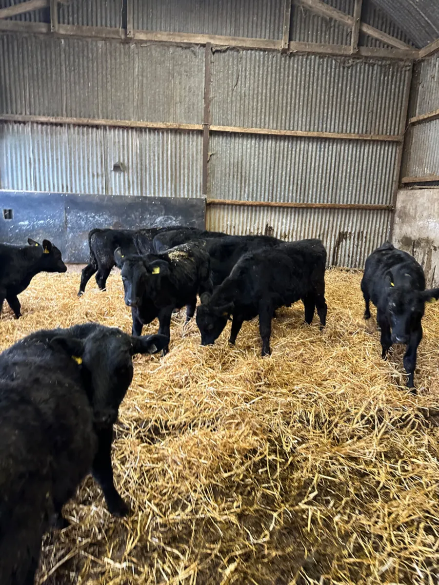 Angus bulls - Image 2