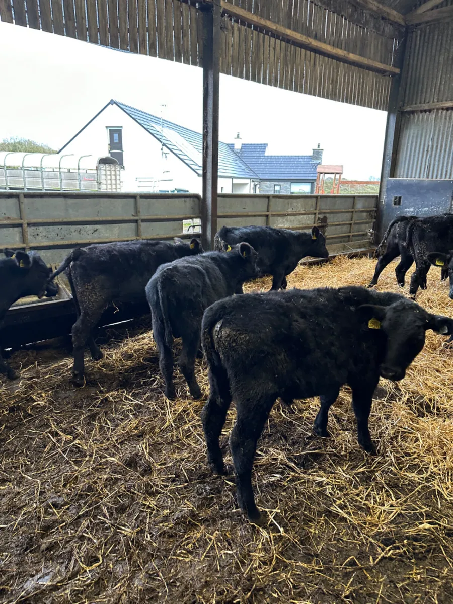 Angus bulls - Image 3