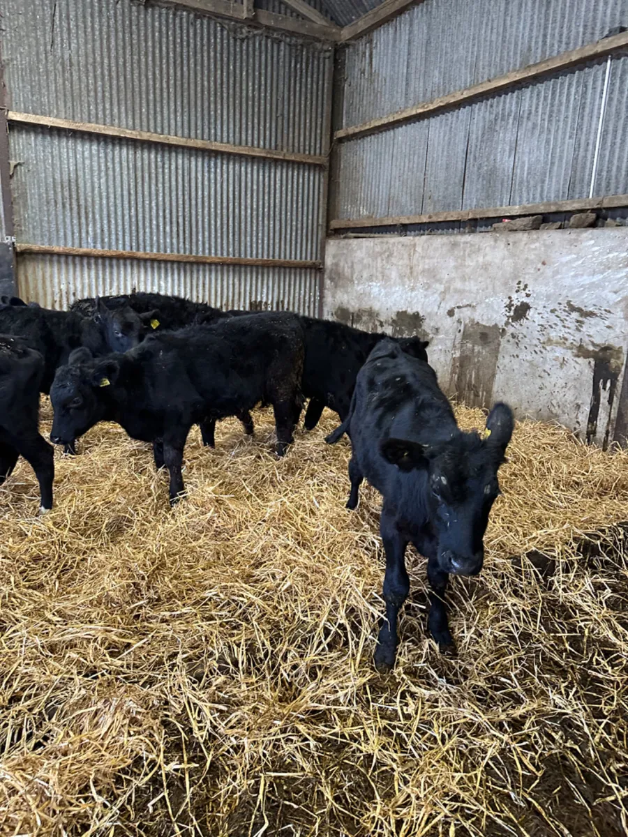 Angus bulls - Image 4