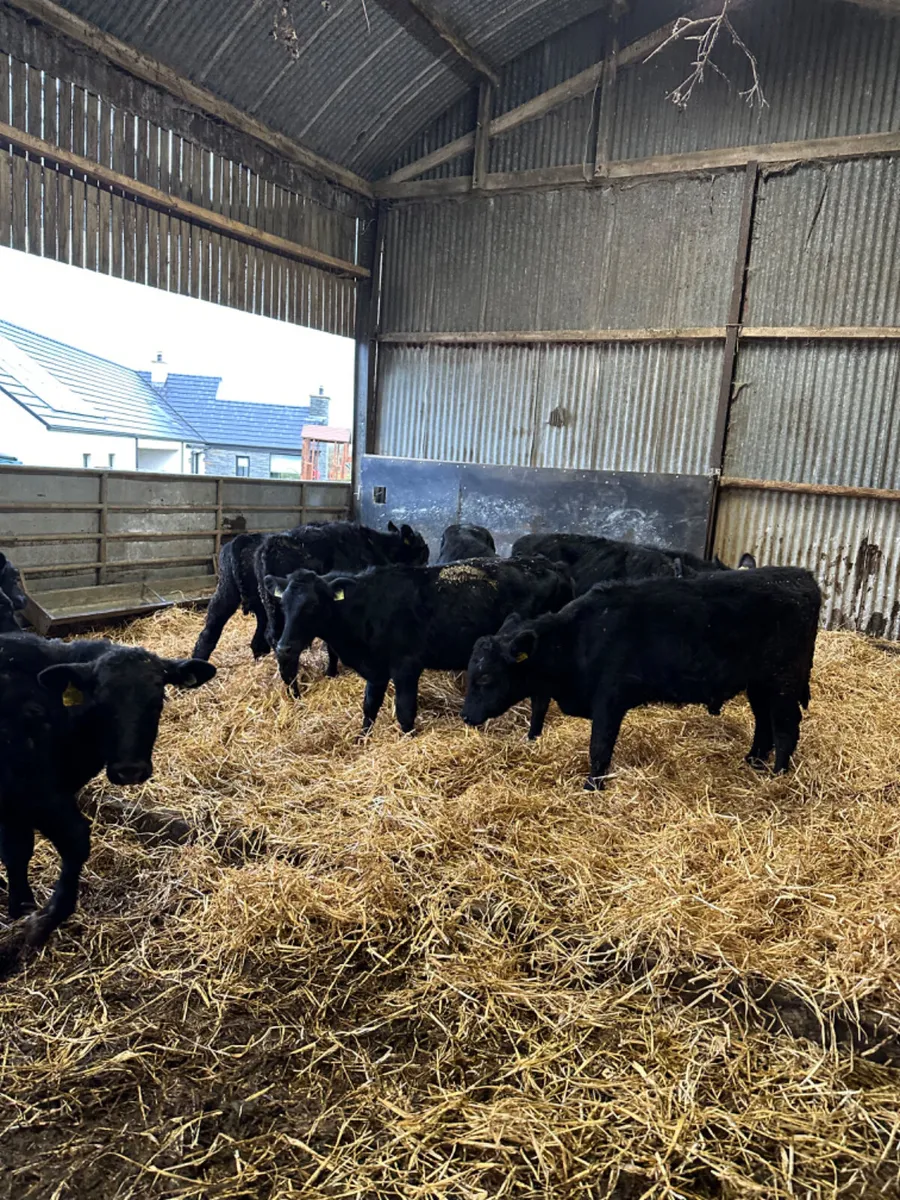 Angus bulls - Image 1