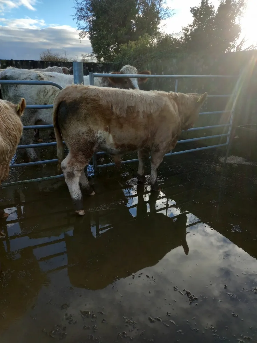 Loughrea mart tonight 7 U grade bull weanlings - Image 2