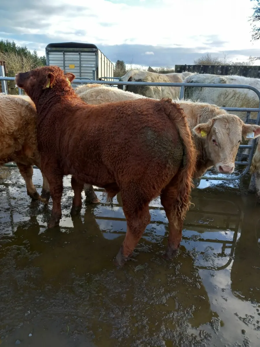 Loughrea mart tonight 7 U grade bull weanlings - Image 3