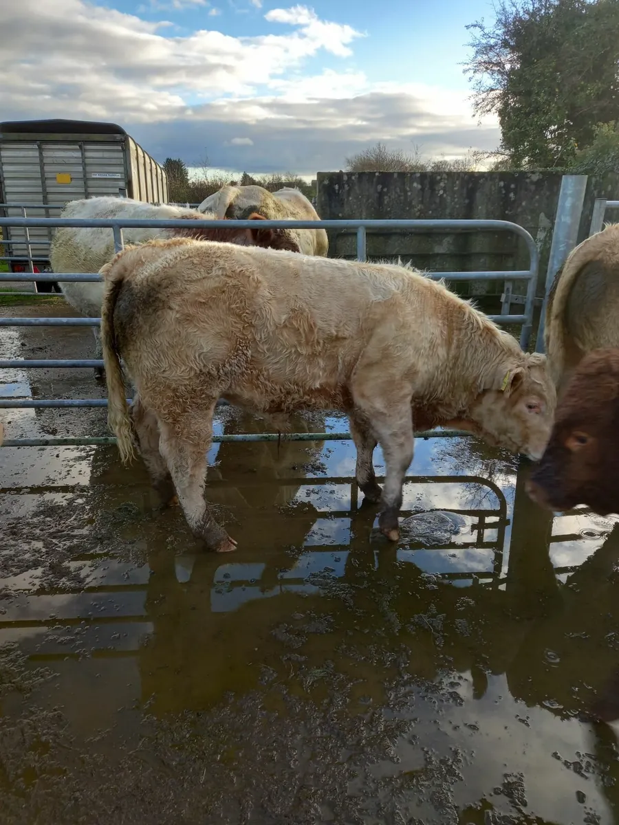 Loughrea mart tonight 7 U grade bull weanlings - Image 4