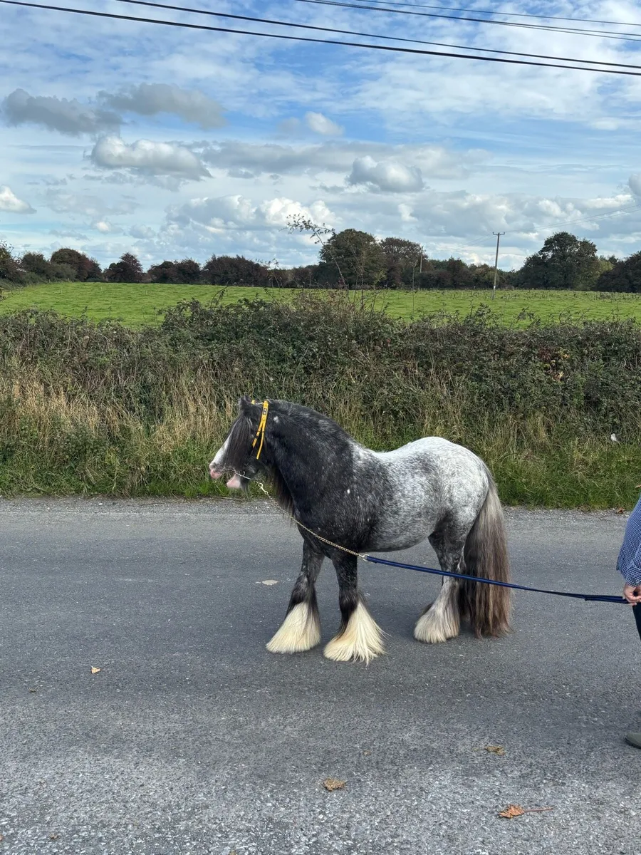 Top class spotted 3 year old 👑 stallion - Image 4