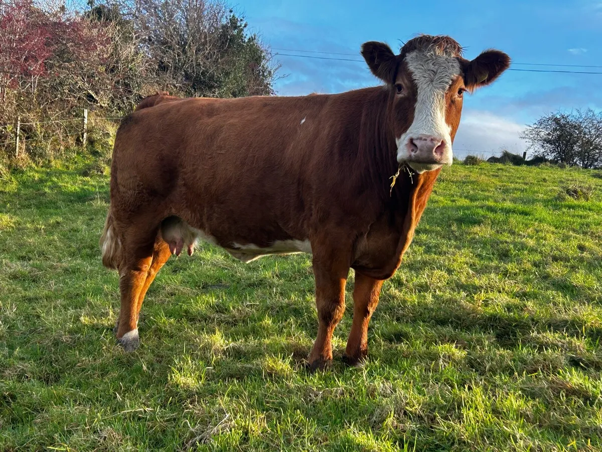 Super EBY Bred Limousin In-Calf Cow - Image 1