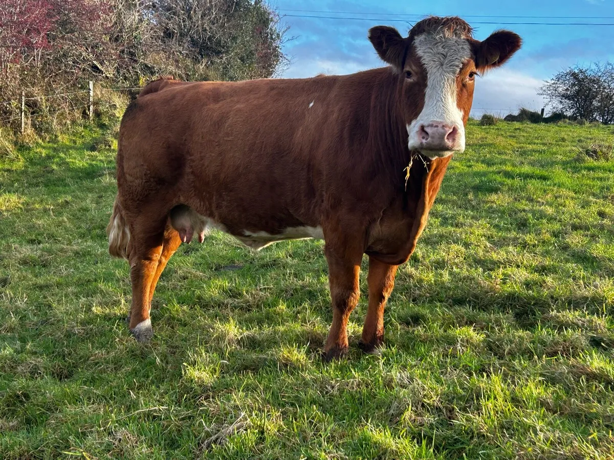 Super EBY Bred Limousin In-Calf Cow - Image 2