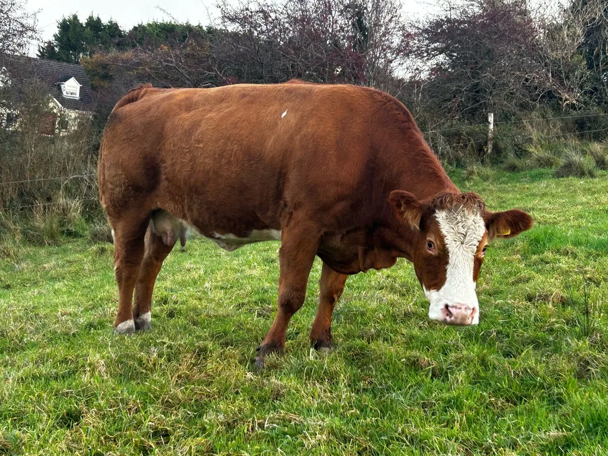 Super EBY Bred Limousin In-Calf Cow - Image 3