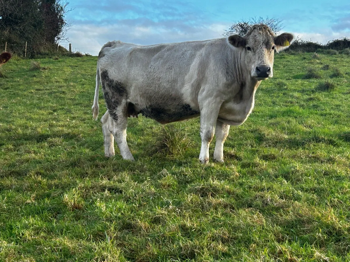 In-Calf Charolais Cow - Image 1
