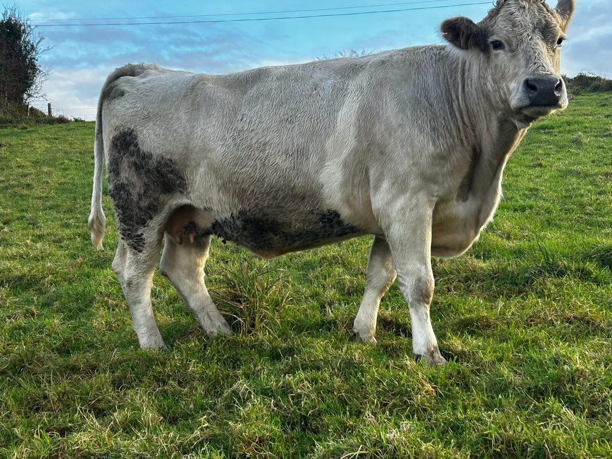 In-Calf Charolais Cow - Image 2
