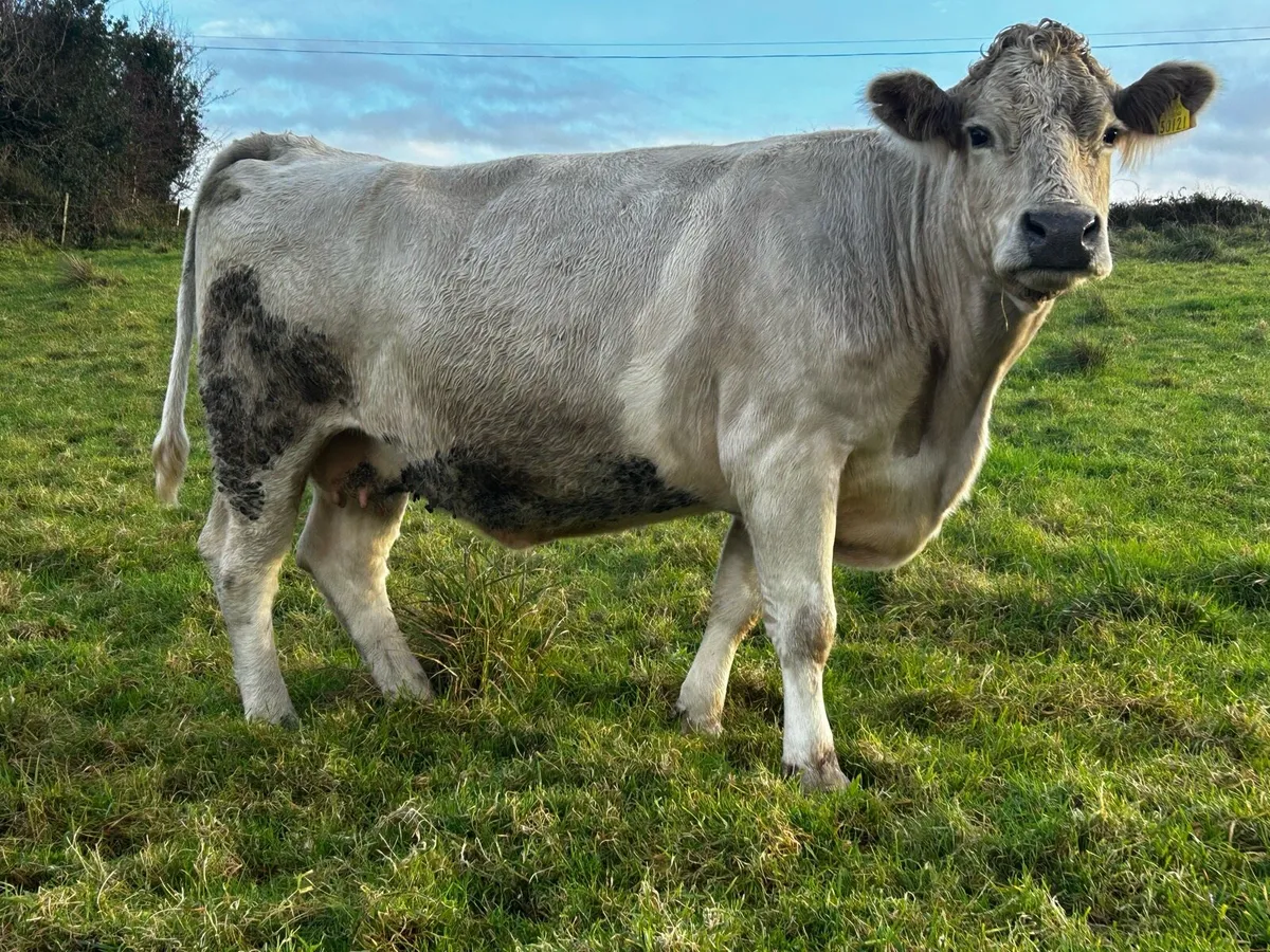 In-Calf Charolais Cow - Image 3
