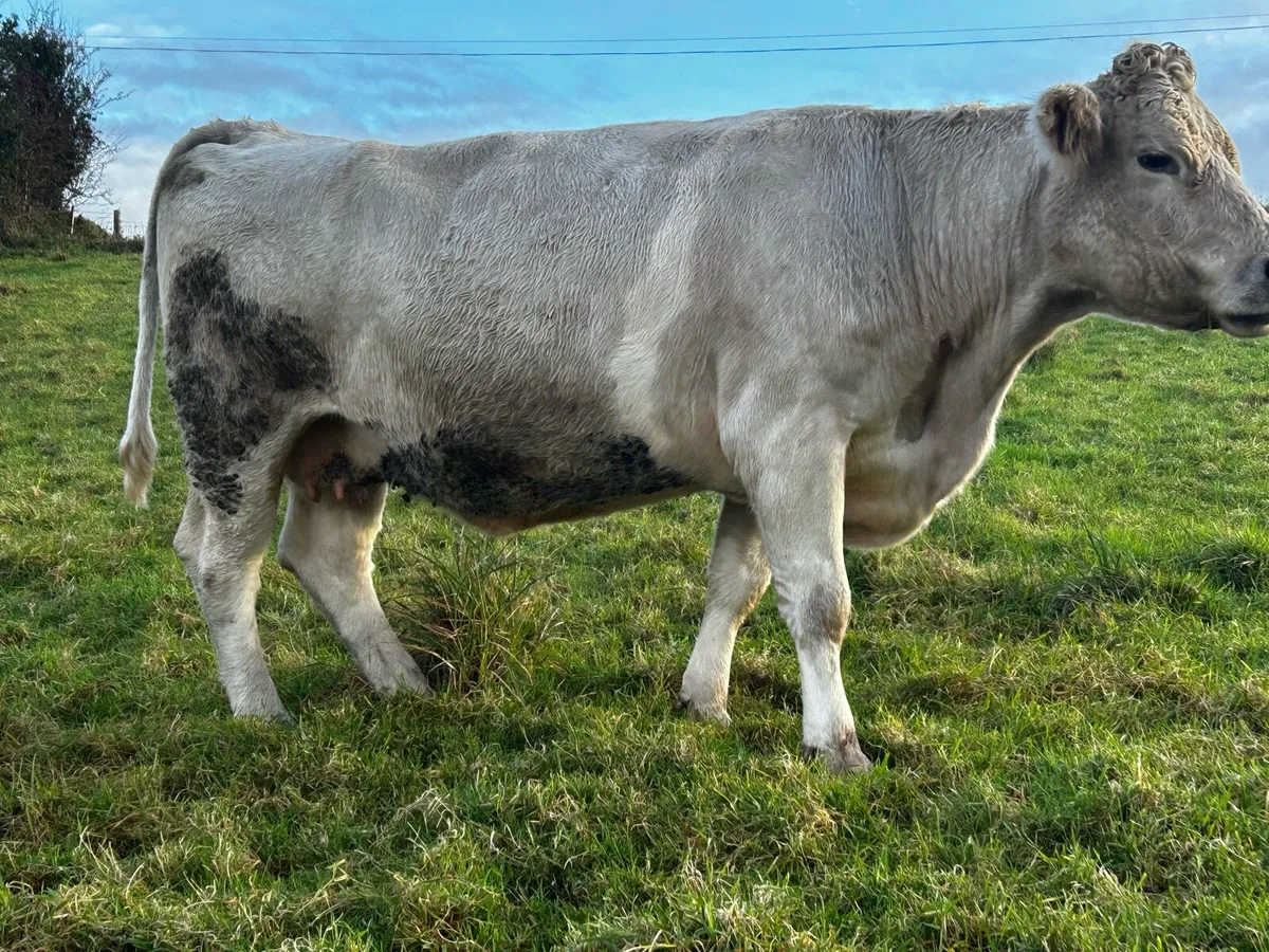 In-Calf Charolais Cow - Image 4