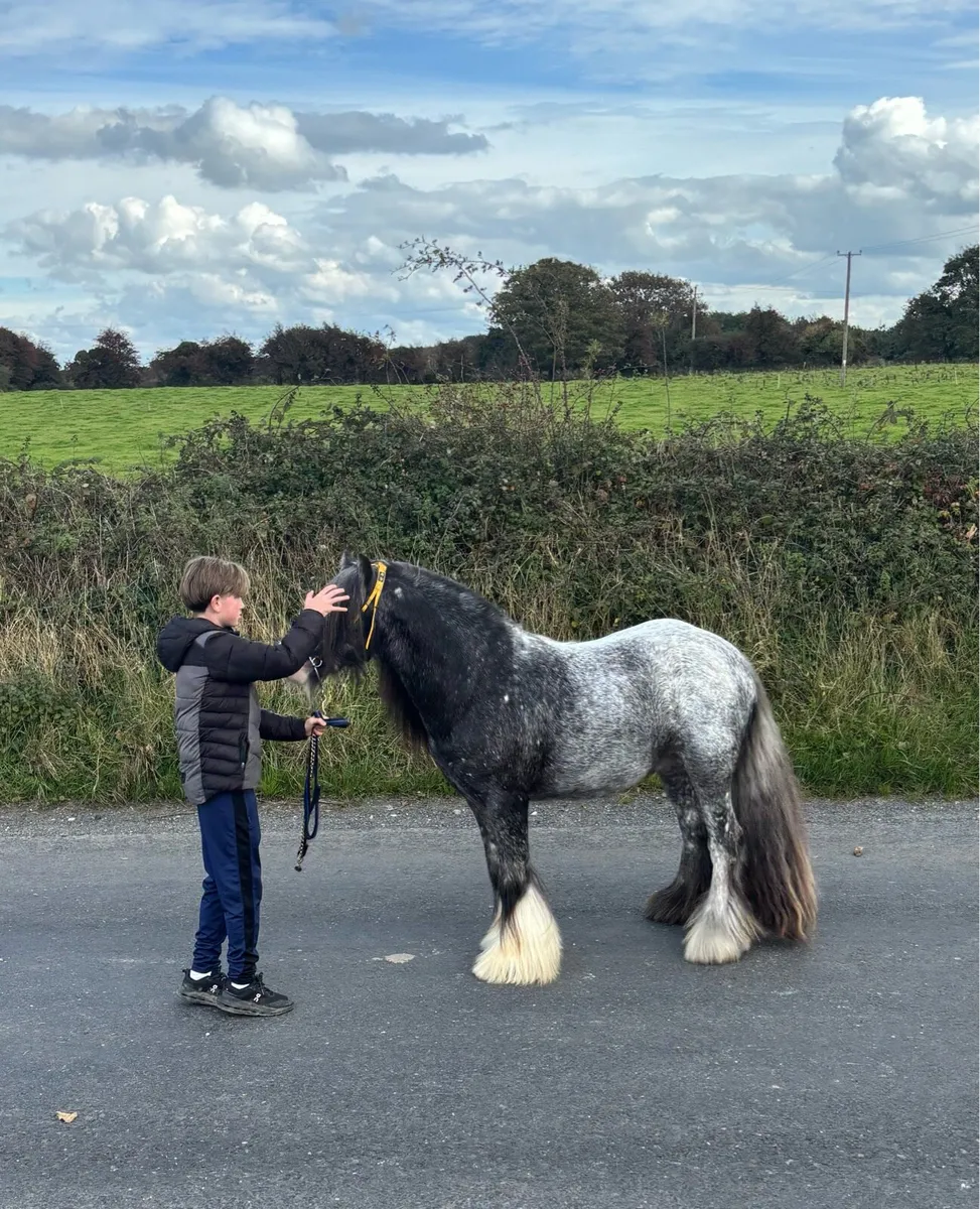 Top class spotted 3 year old 👑 stallion - Image 2
