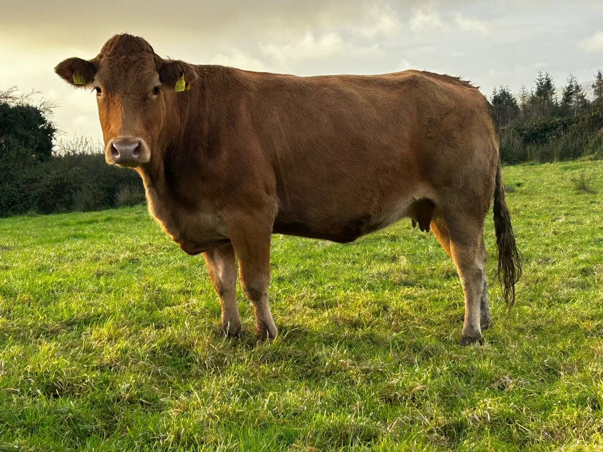 4 Star Pedigree Limousin In-Calf Cow - Image 1