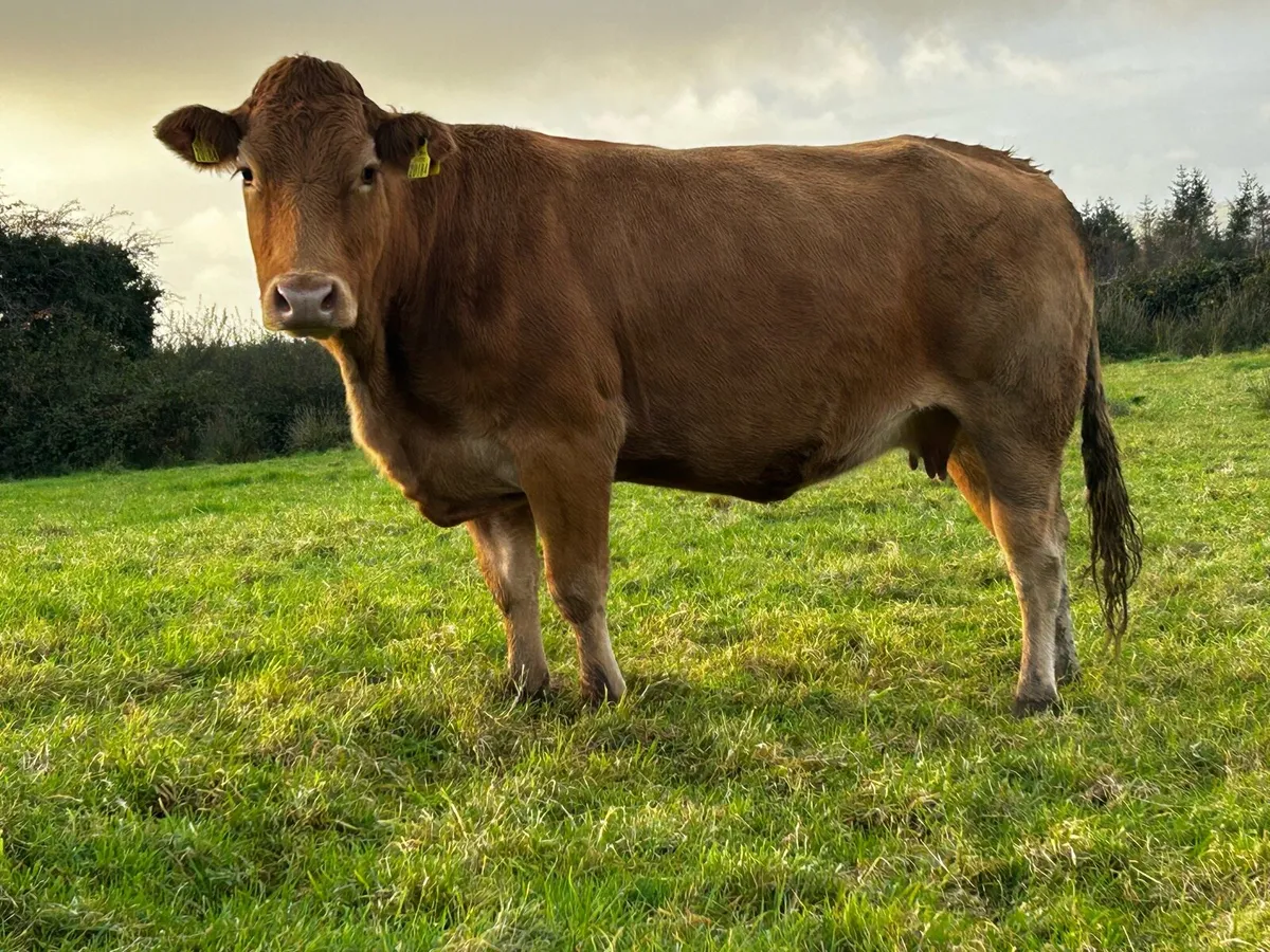 4 Star Pedigree Limousin In-Calf Cow - Image 2