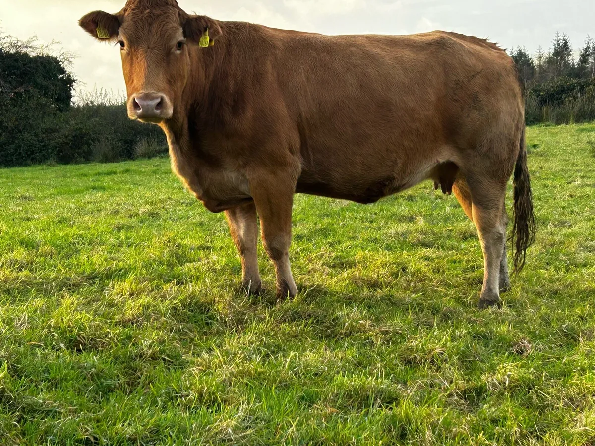 4 Star Pedigree Limousin In-Calf Cow - Image 3