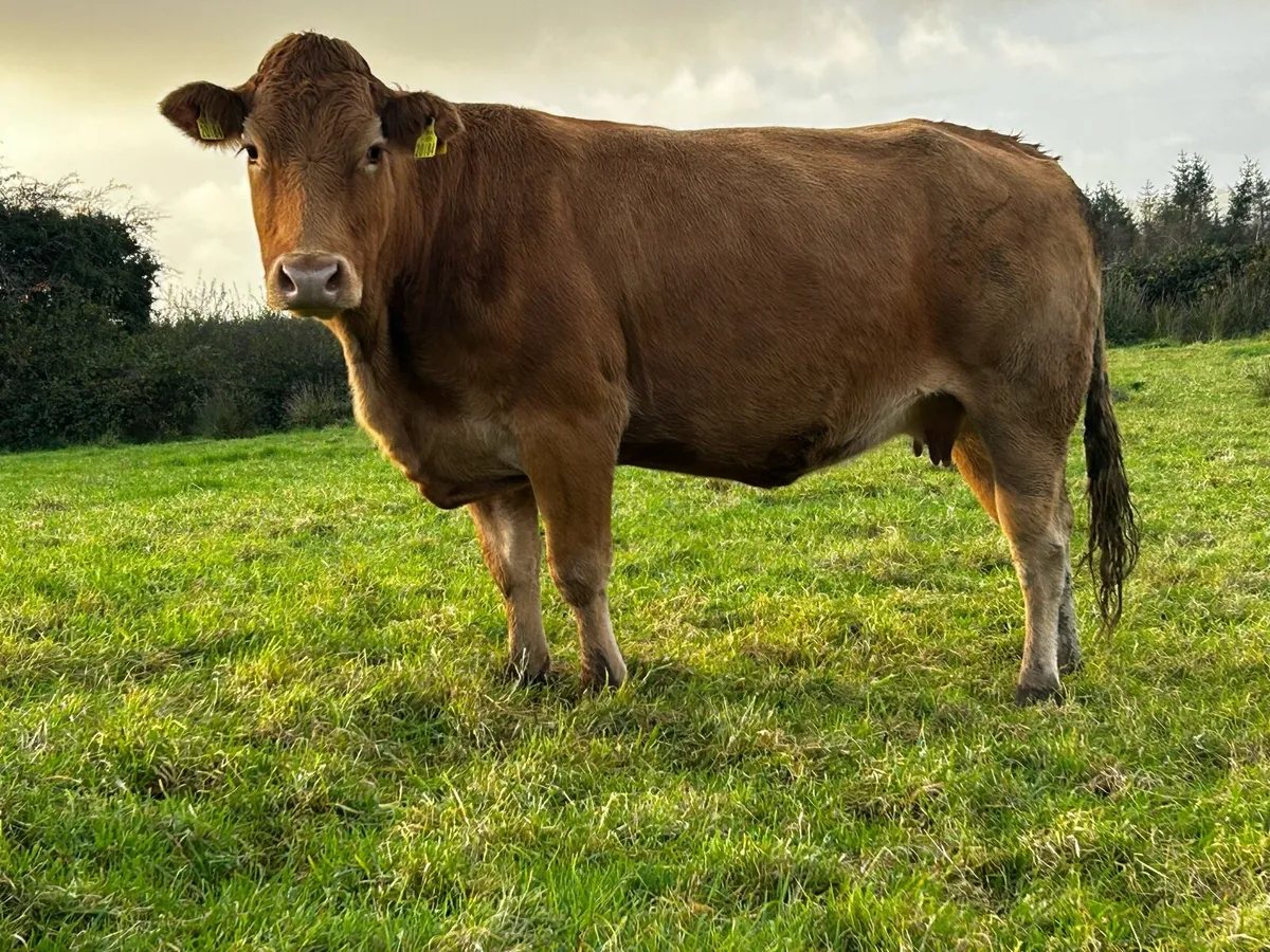 4 Star Pedigree Limousin In-Calf Cow - Image 4
