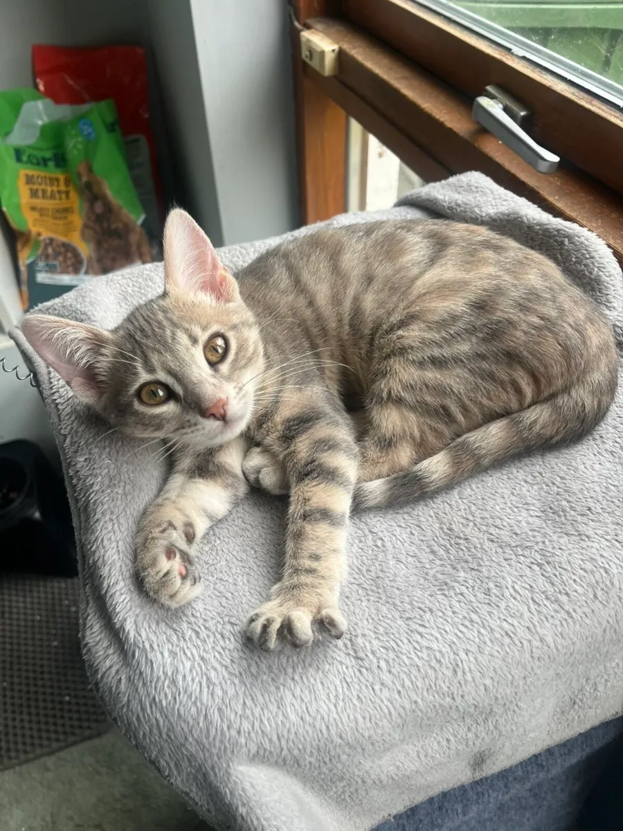 Mix bengal kitten - Image 1