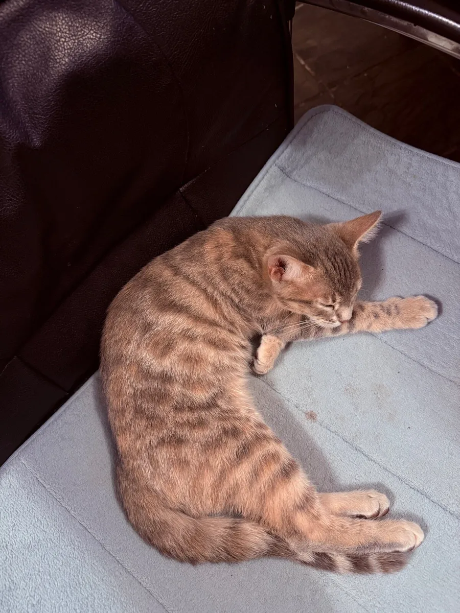 Mix bengal kitten - Image 2