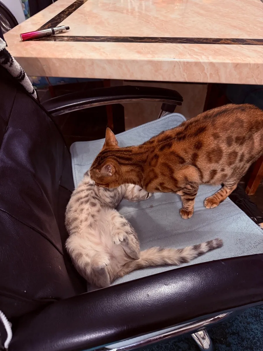 Mix bengal kitten - Image 3