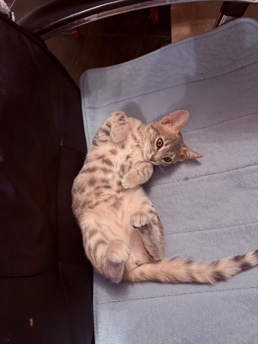 Mix bengal kitten - Image 4
