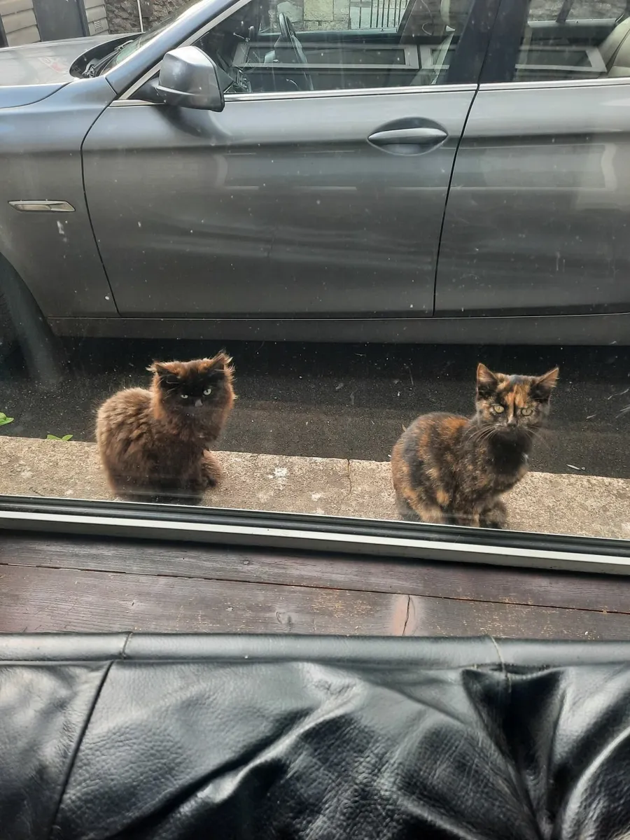 Kittens - Image 1