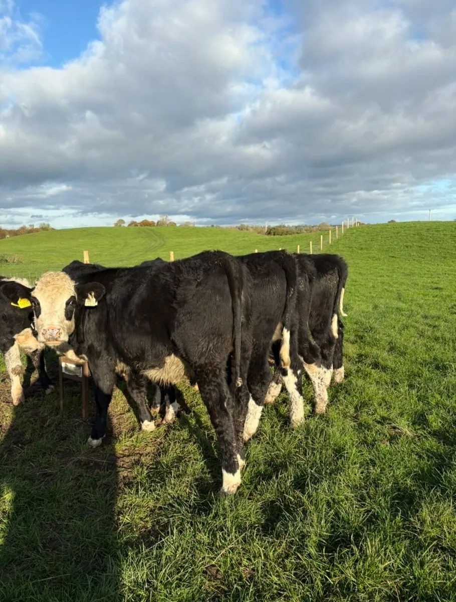 11 top quality Hereford heifers - Image 1