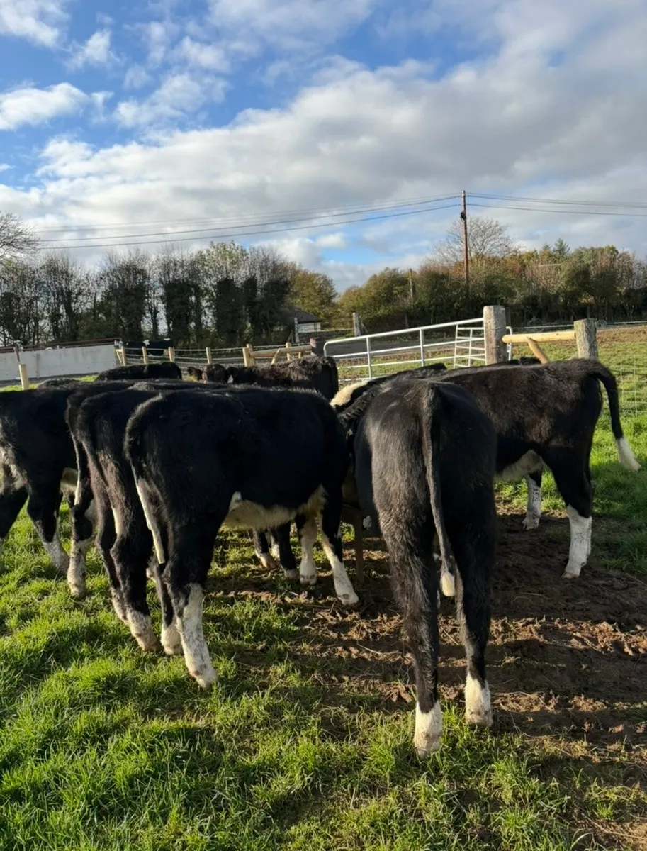 11 top quality Hereford heifers - Image 2