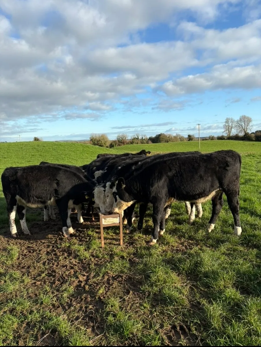 11 top quality Hereford heifers - Image 3