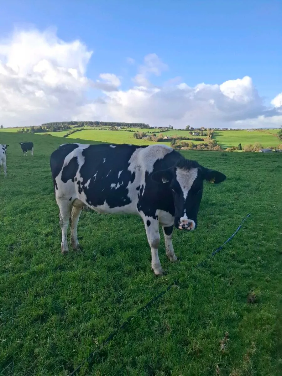 Empty cow and late calver - Image 1