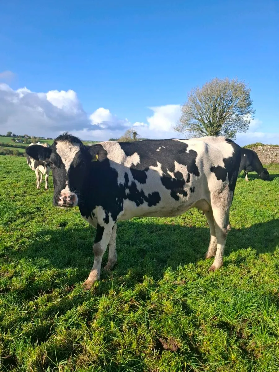 Empty cow and late calver - Image 2
