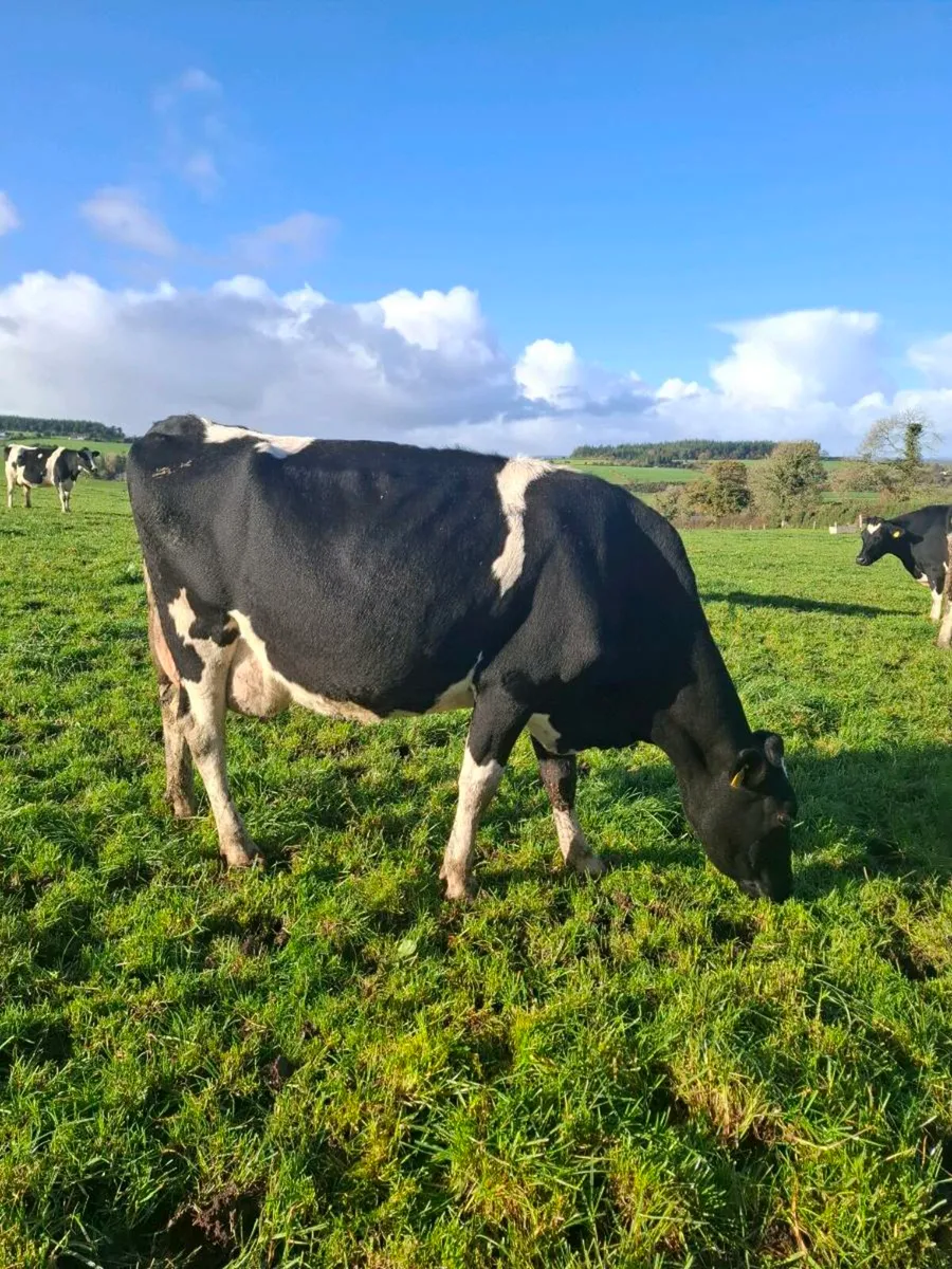 Empty cow and late calver - Image 3